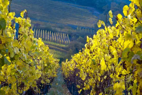 Vignes Vignes
